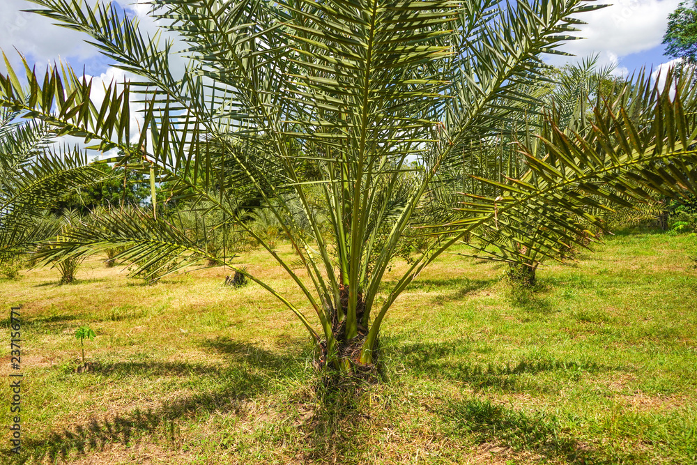 Barhi, Date palm tree in Thailand. Barhi, Date palm tree in Thailand.