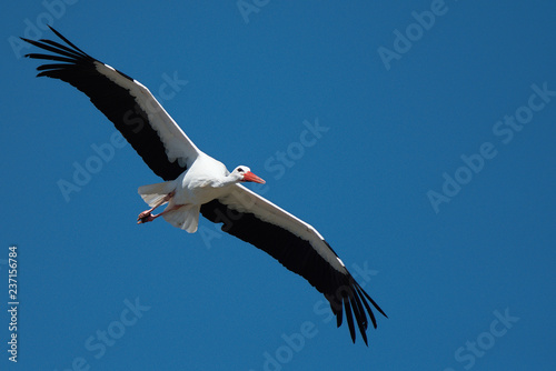 Flying stork under blue sky  stork flying in nature  Ciconia ciconia 