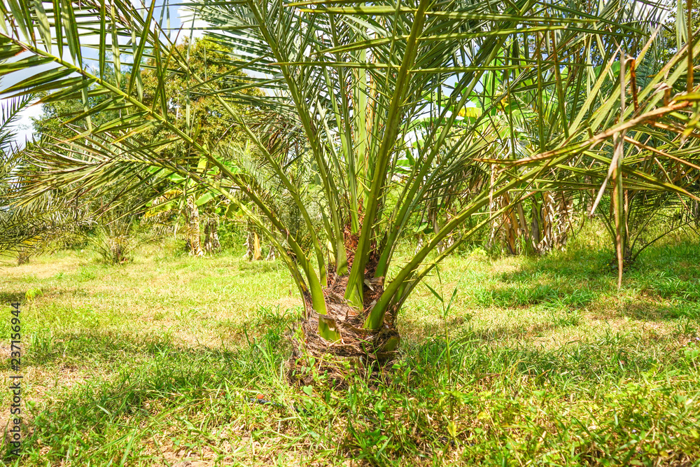 Barhi Date plam tree in Thailand.