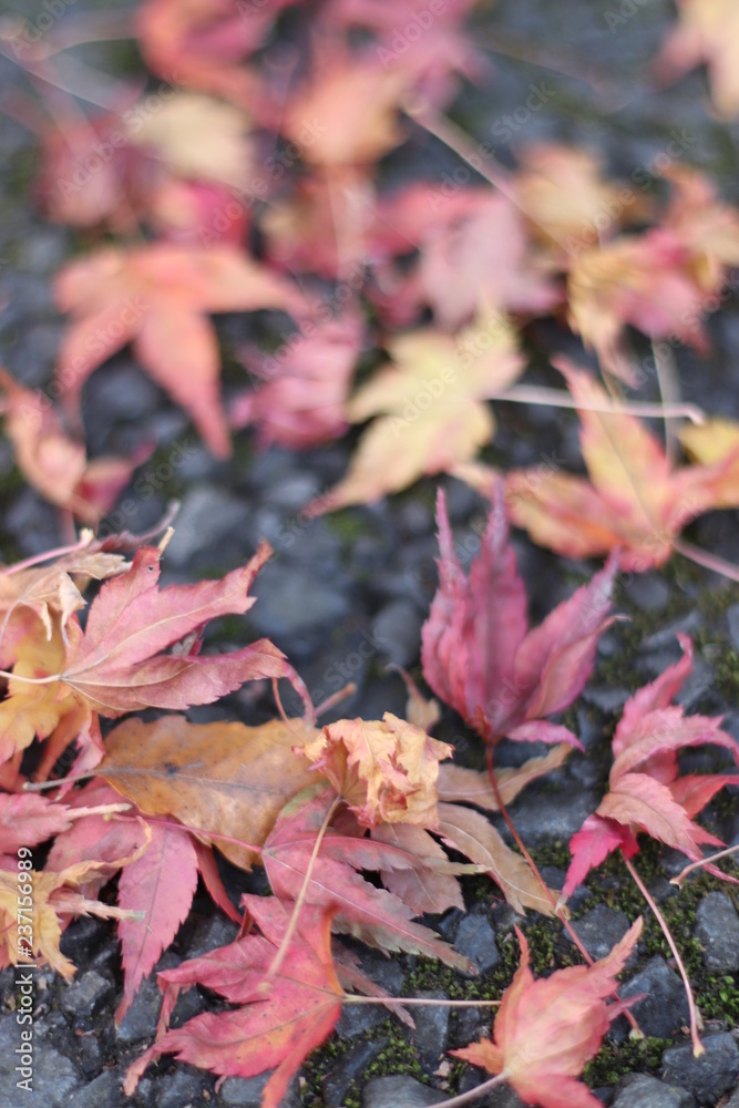 落ち葉 紅葉 落ち葉 紅葉