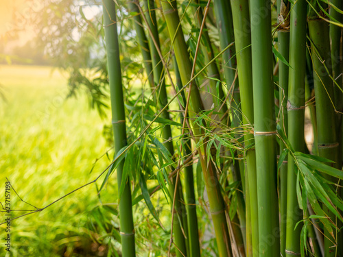 Fototapeta Naklejka Na Ścianę i Meble -  Bamboo branch in bamboo forest..
