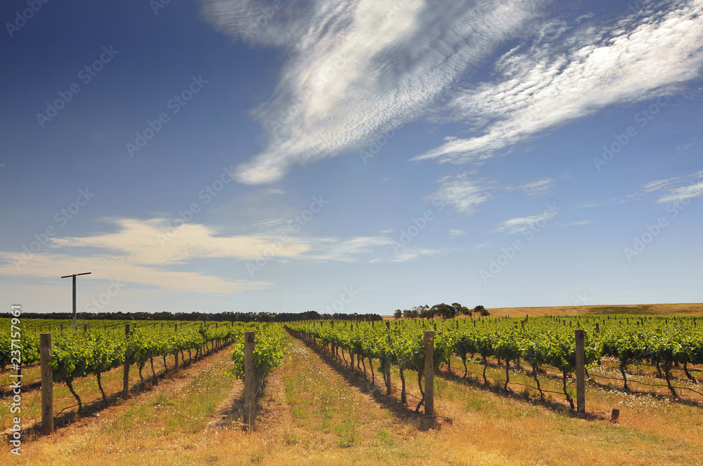 Green Vineyard on Rolling Hills in South Australia.