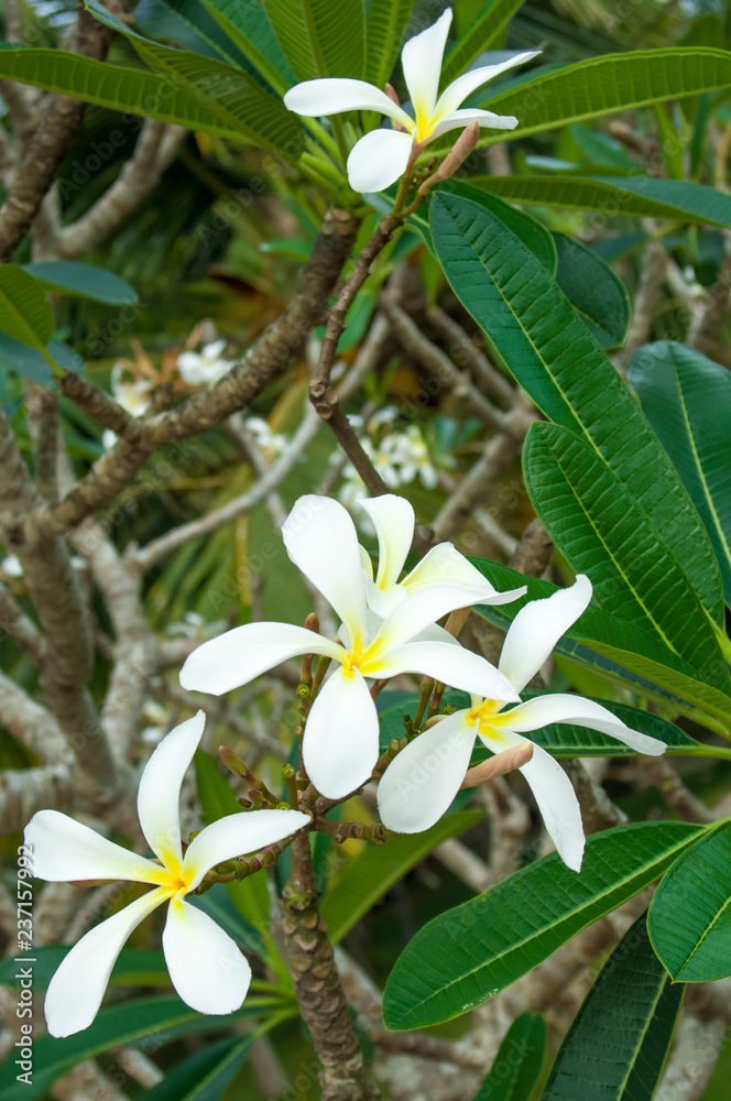 Obraz premium Frangipani baum mit weißen Blumen 