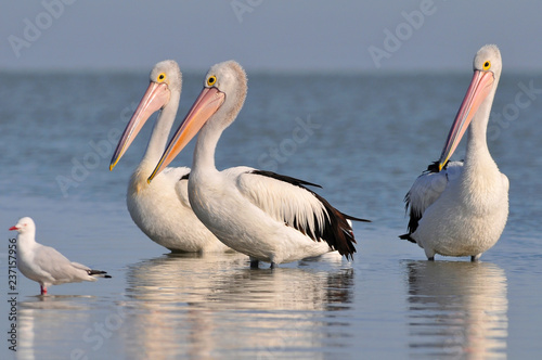The Australian pelicans (Pelecanus conspicillatus) is a large waterbird of the family Pelecanidae, Australia.