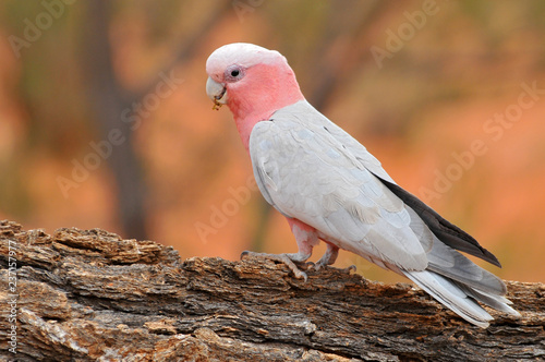 The galah (Eolophus roseicapilla), also known as the rose breasted cockatoo, galah cockatoo, roseate cockatoo or pink and grey, is one of the most common and widespread cockatoos in Australia.