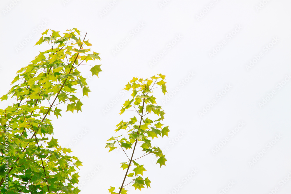maple leaves in the park maple leaves in the park