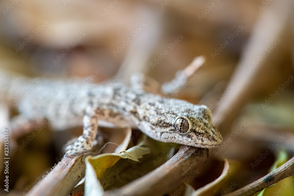 Kotschy's gecko in its natural environment Kotschy's gecko in its natural environment