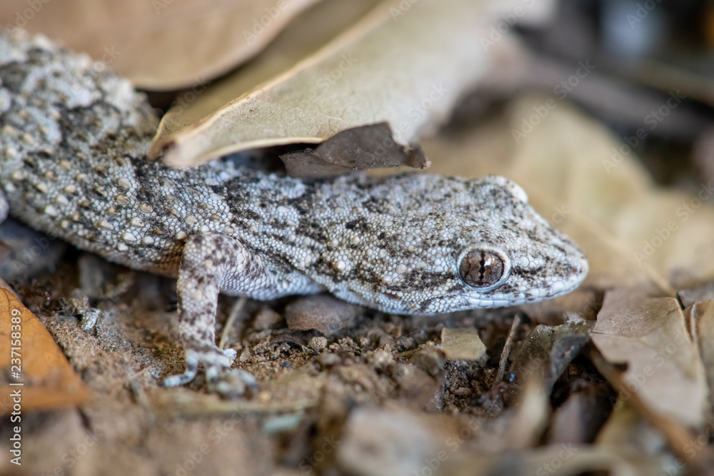 Kotschy's gecko in its natural environment