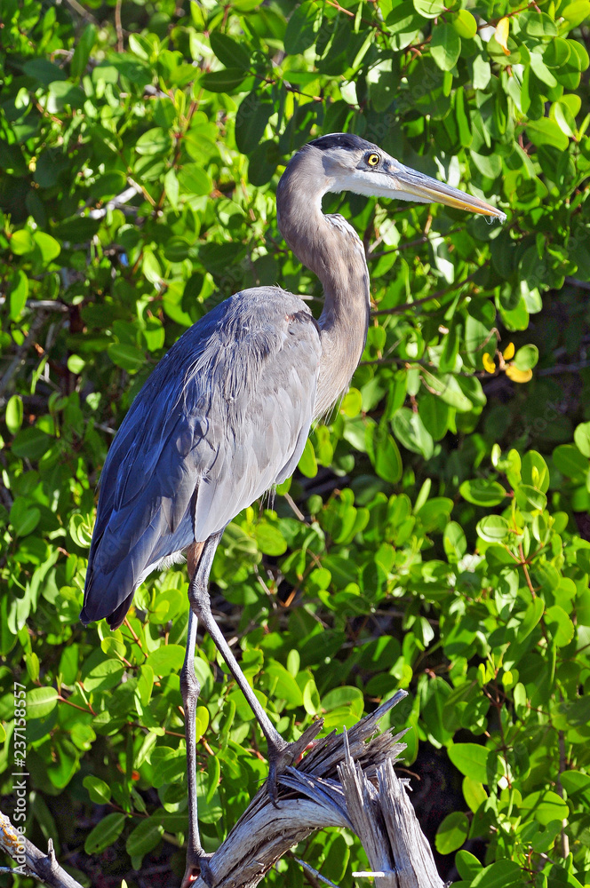 The great blue heron (Ardea herodias) is a large wading bird in the heron family, Rio Lagartos Natural Reserve, Mexico.