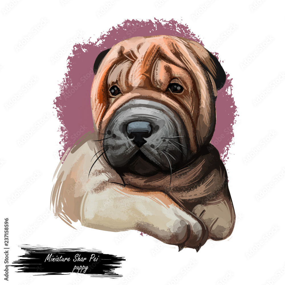 Miniature shar pei dog, puppy of Chinese origin digital art Stock  Illustration | Adobe Stock