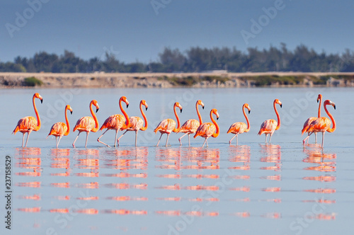 A row of American flamingos (Phoenicopterus ruber ruber American Flamingo) in the Rio Lagardos, Mexico. photo