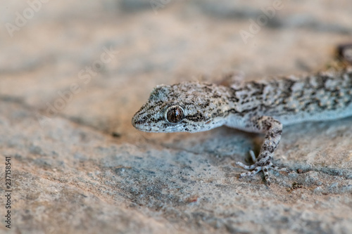 Kotschy's gecko in its natural environment