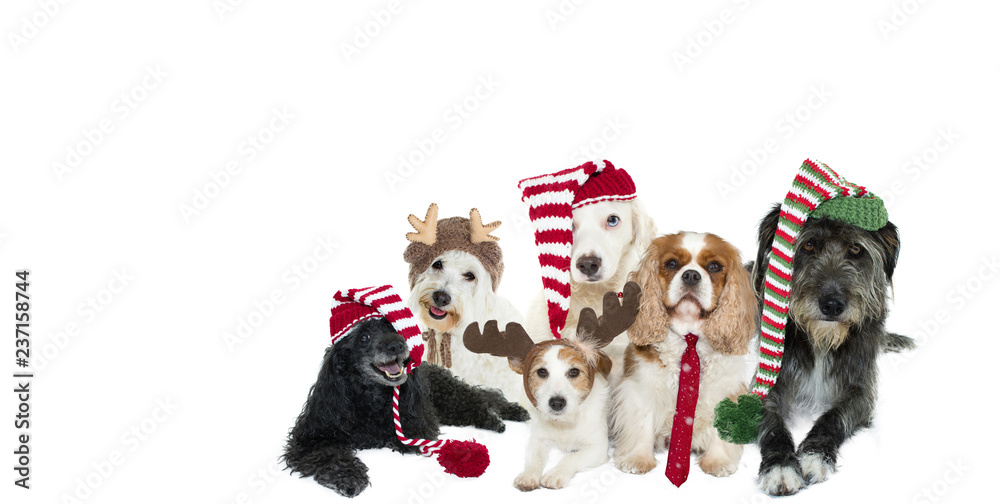 CUTE DOG CHRISTMAS BANNER WEARING SANTA HATS AGAINST GRAY BACKGROUND DEFOCUSED OVERLAYS.