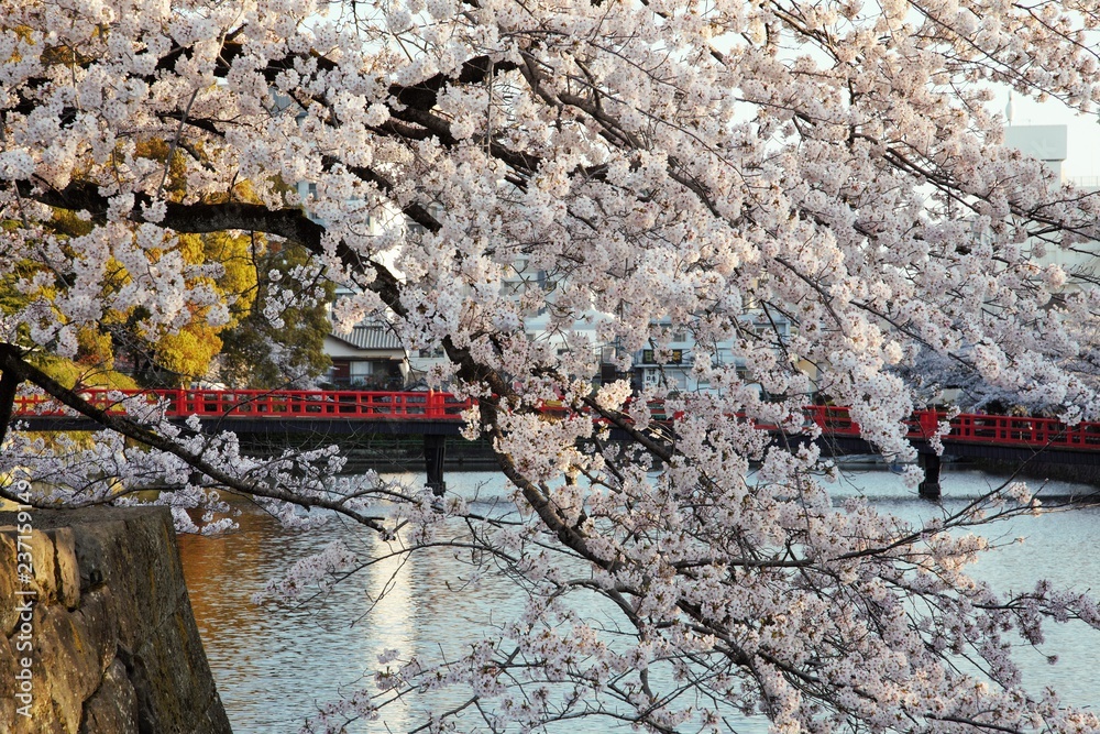 Obraz premium 桜満開