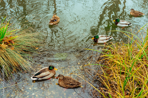 Group of spot-billed ducks on the pond photo