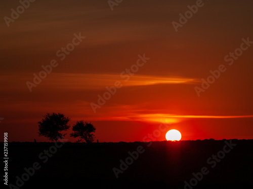 Romantic orange sky at the sunset with few clouds and chemtrails in the dehesa and tree silhouette