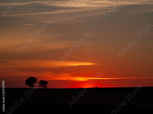 Romantic orange sky at the sunset with few clouds and chemtrails in the dehesa and tree silhouette © anuskiserrano