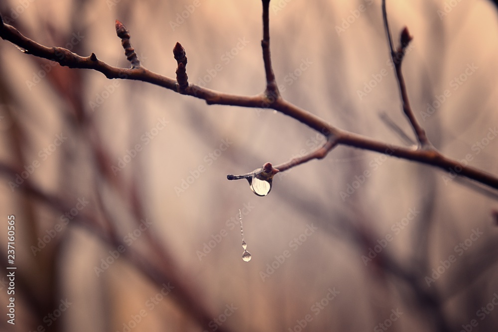lonely leafless tree branches with drops of water after a November cold rain lonely leafless tree branches with drops of water after a November cold rain
