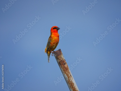 Red Fody bird isolated on blue
