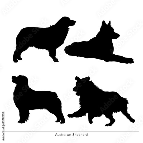 Australian Shepherd breed dog. Vector silhouette of the dog
