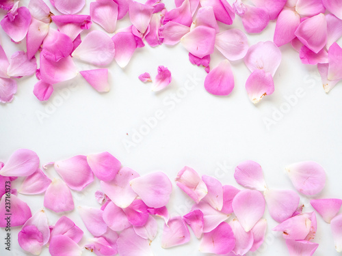 pink rose petals on white background