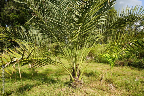 Date palm in the garden.