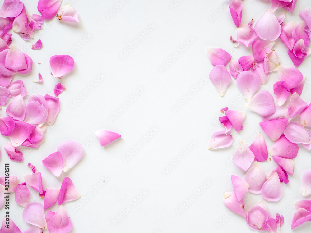 pink rose petals on white background