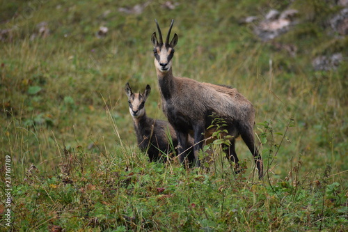 Foto alpine chamois (Rupicapra rupicapra) in the wild at Berchtesgaden national park
