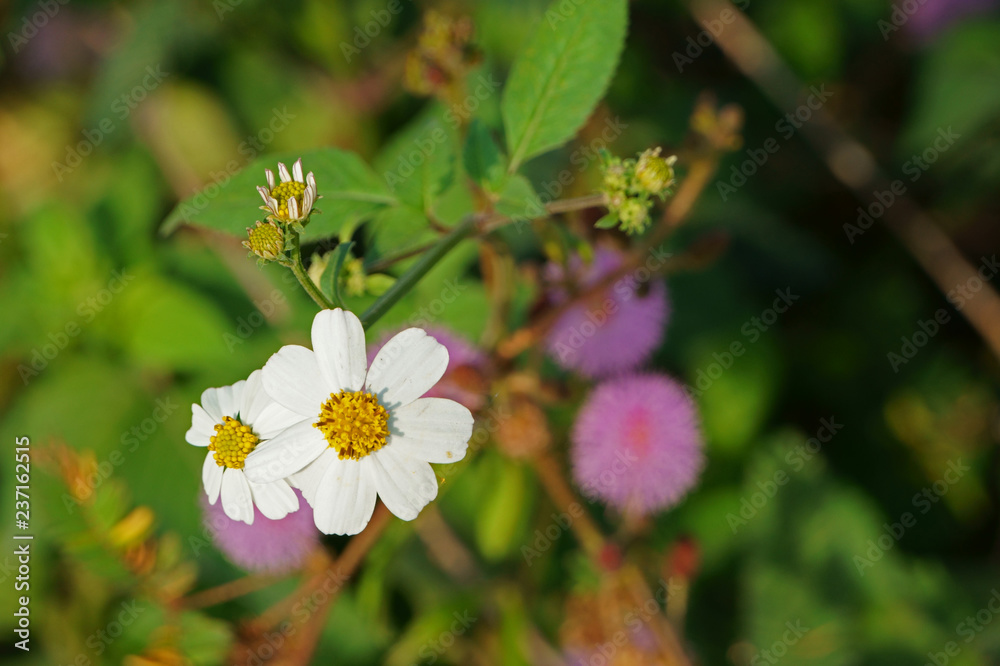 Bidens pilosa in the field. Rural flowers Bidens pilosa in the field. Rural flowers