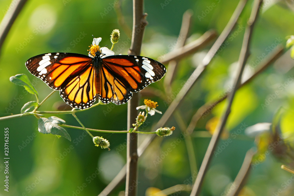 Obraz premium Close up of butterfly in the early morning