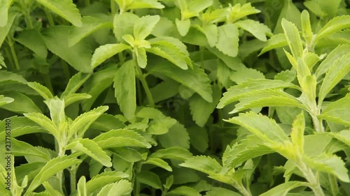 Sweet plant. Stevia rebaudiana.
