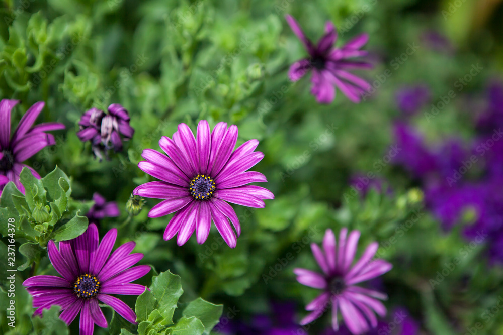 osteospermum nairobi purple osteospermum nairobi purple