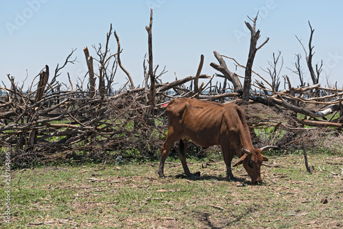 Cattle on a pasture on the shore of Lake Ngami south of the Okawango Delta in Botswana photo