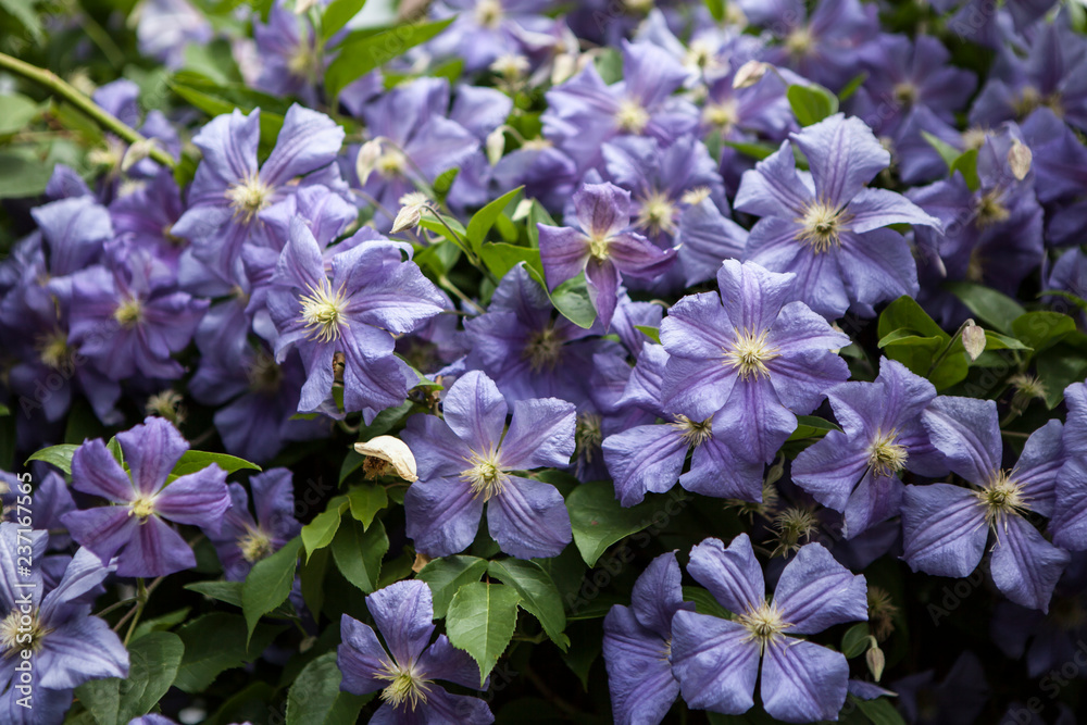 flower flower