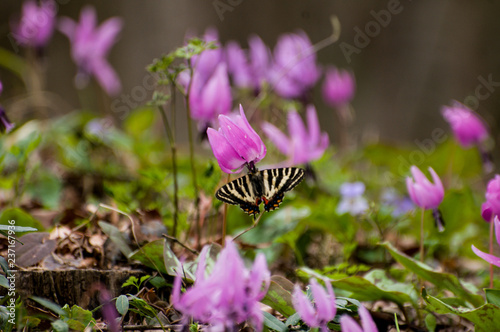 カタクリの花とギフチョウ