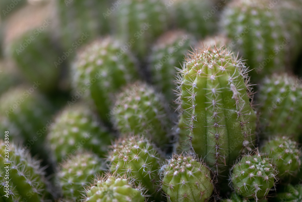 Cactus close up Cactus close up