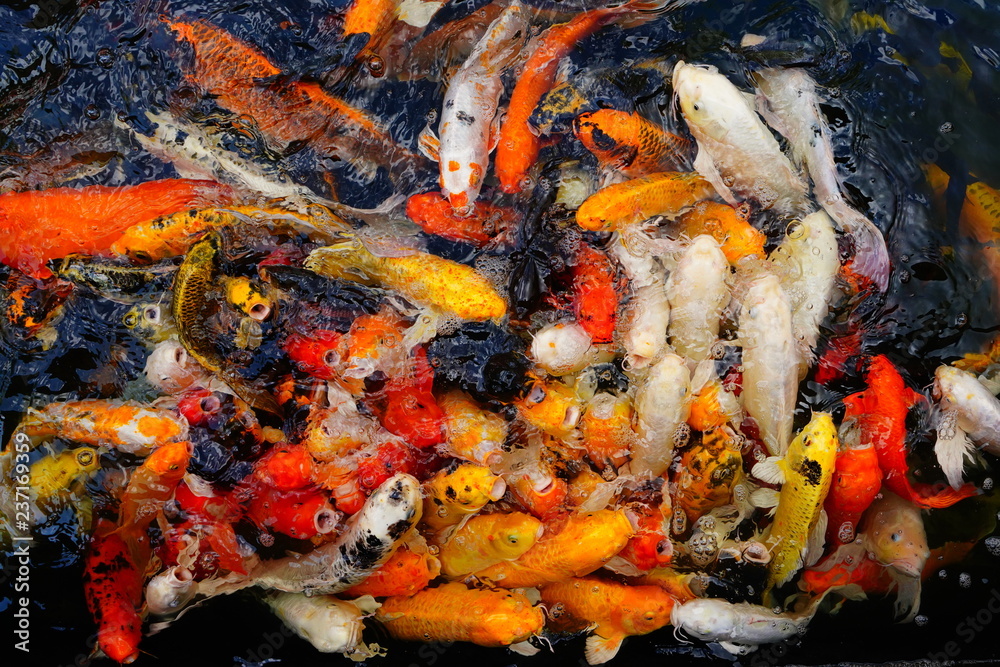 COLORFUL KOI FISH COLORFUL KOI FISH