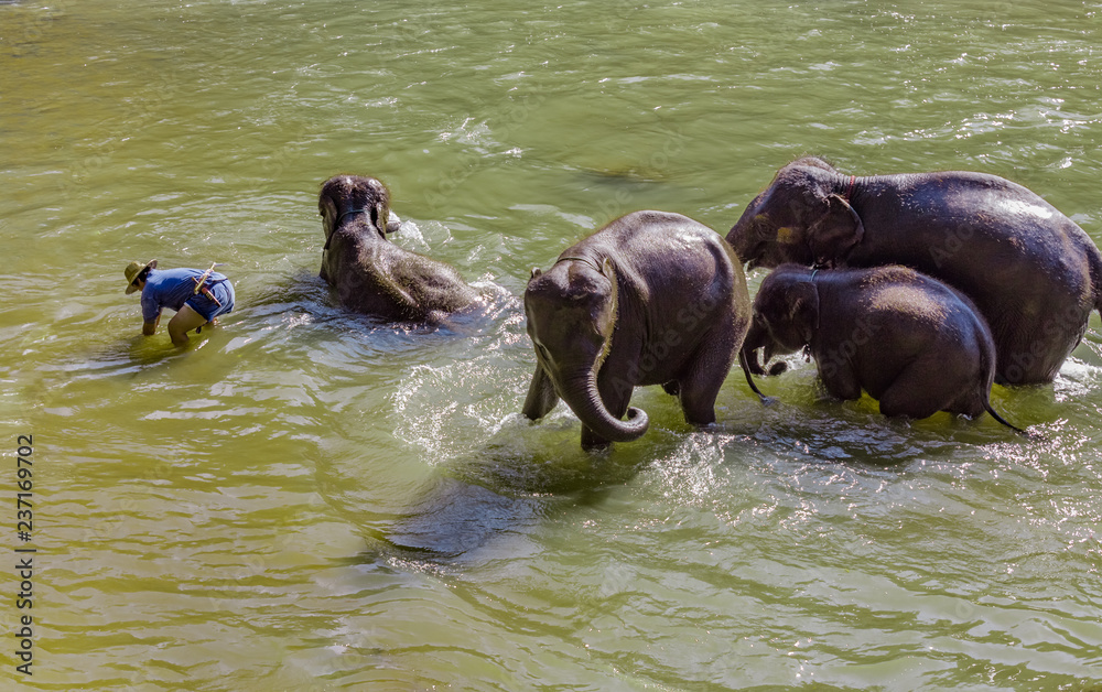 Fototapeta premium Mahout bathing the elephant family in Maetaeng River, Chiang Mai, Thailand