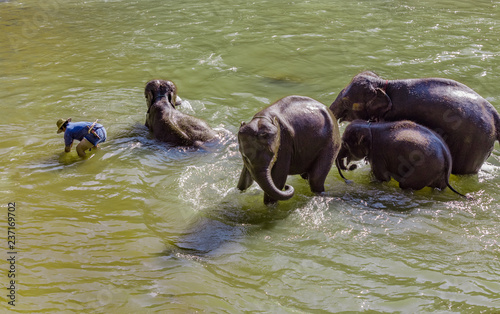 Mahout bathing the elephant family in Maetaeng River, Chiang Mai, Thailand