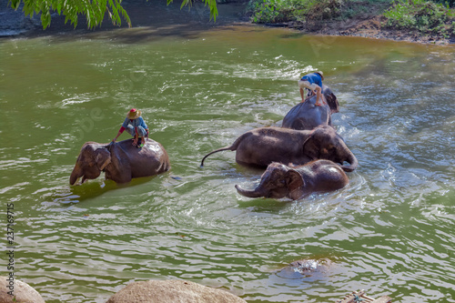 Elephant caretakers riding elephants in Maetaeng River in the beautiful Maetaman Valley, Chiang Mai, Thailand