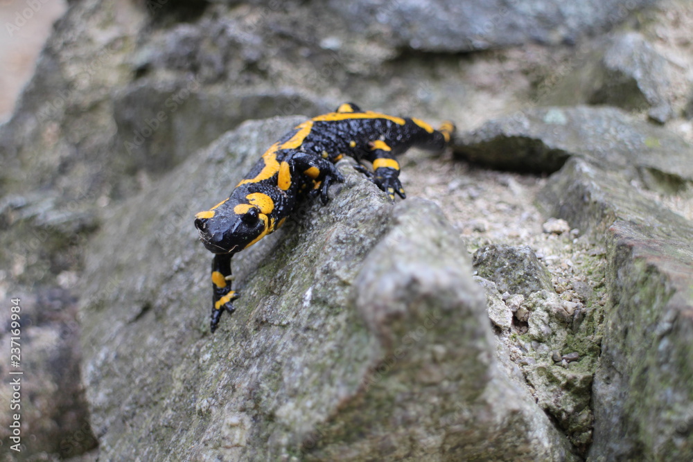 Fire salamander on stone near ruins of Starhrad castle in Žilina region, Slovakia