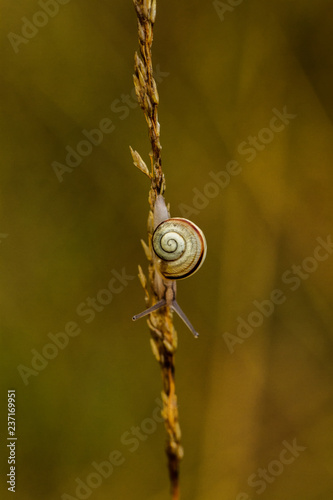 Schnecken