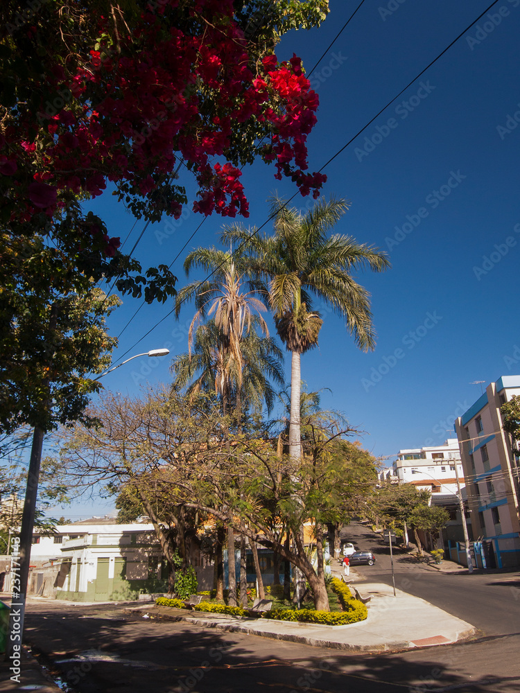 Street with trees and red flowers in the city of Belo Horizonte. Brazil.