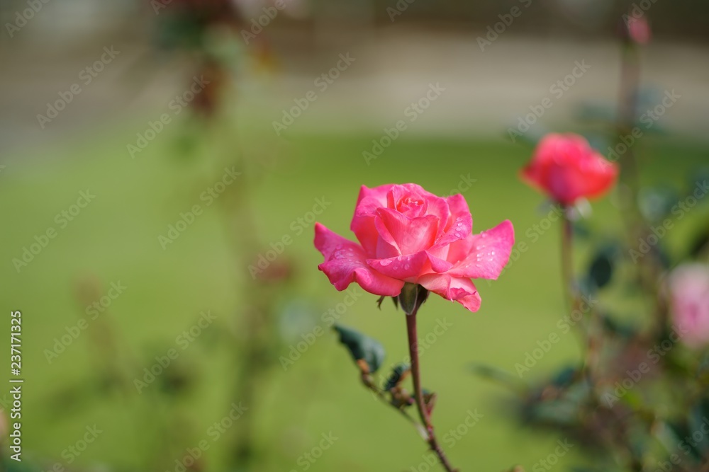 Fototapeta premium Autumn roses in various varieties
