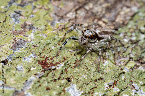 Jumping spider (Salticidae) hunting on tree bark in tropical rainforest, Queensland, Australia