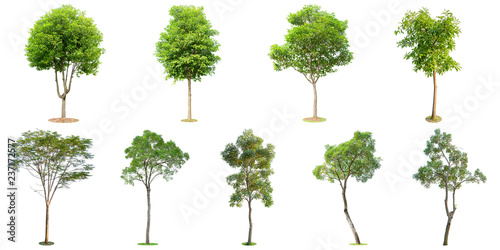 The collection of trees isolated on white background. Beautiful and robust trees are growing in the forest  garden or park.