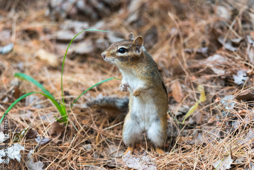 Small Eastern (Tamias) chipmunk stands up on her hind legs to a get a better view. 