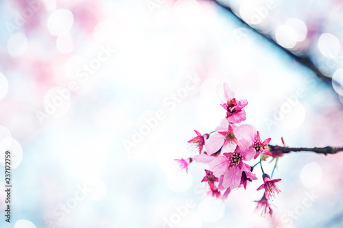 Fototapeta Naklejka Na Ścianę i Meble -  Beautiful sakura growing in a branch during spring.