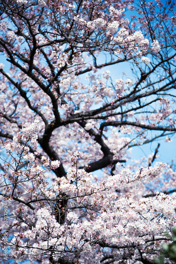 Beautiful sakura growing in a branch during spring Beautiful sakura growing in a branch during spring