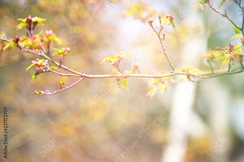 Cherry blossom in a branch